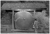 Visitor looking at a redwood cross-section with age tags. Big Basin Redwoods State Park,  California, USA (black and white)