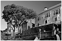 Tree and houses on hill, late afternoon. San Francisco, California, USA ( black and white)