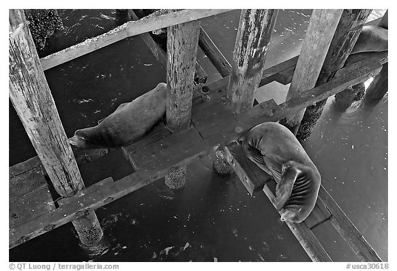 California sea lions rest under the pier. Santa Cruz, California, USA (black and white)