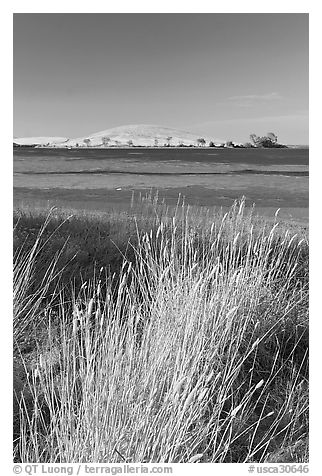 Summer grasses, Oneill Forebay, San Luis Reservoir State Recreation Area. California, USA