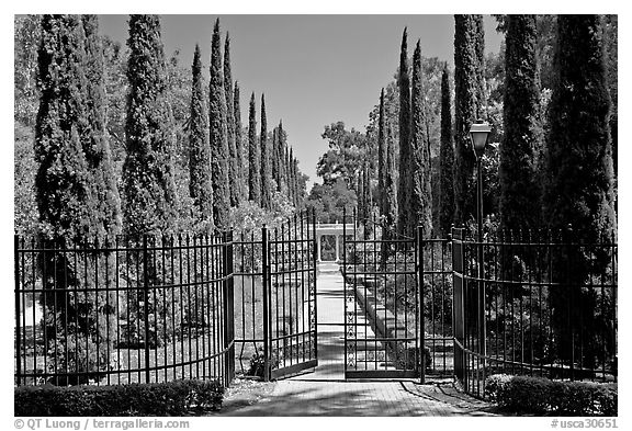 Gates, cypress and path, Villa Montalvo. Saragota,  California, USA (black and white)