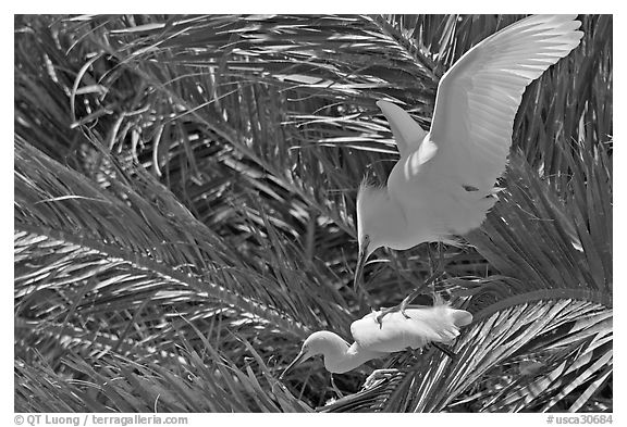 Egrets in palm trees, Baylands. Palo Alto,  California, USA