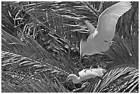 Egrets in palm trees, Baylands. Palo Alto,  California, USA ( black and white)