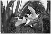 Two egrets in tree, Baylands. Palo Alto,  California, USA (black and white)