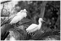 Three egrets resting, Palo Alto Baylands. Palo Alto,  California, USA ( black and white)
