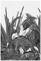 Egret rookery on palm tree, Baylands. Palo Alto,  California, USA ( black and white)