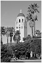 Hoover Tower seen from the Main  Quad, late afternoon. Stanford University, California, USA ( black and white)