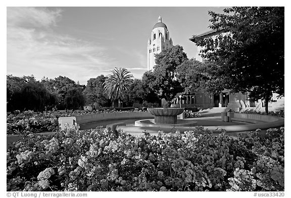 Hoover Tower and bed of roses, late afternoon. Stanford University, California, USA