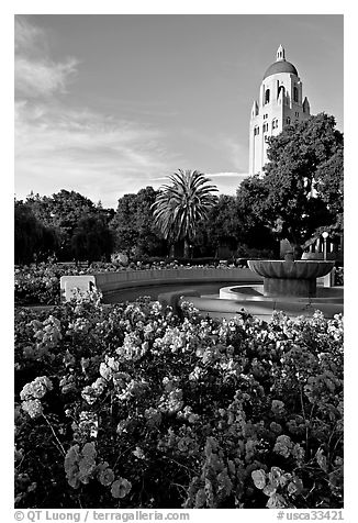 Roses, Green Library and Hoover Tower,  late afternoon. Stanford University, California, USA