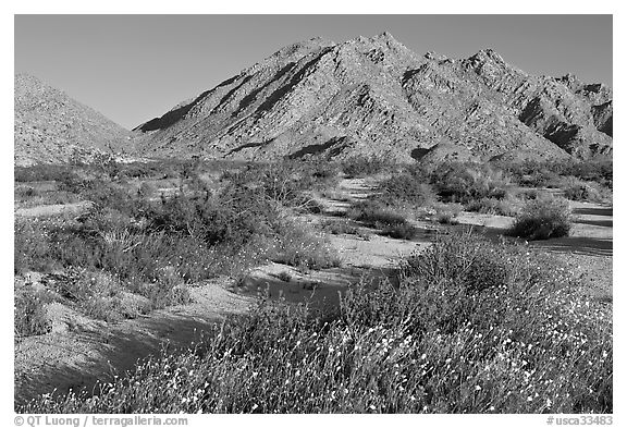 Wildflowers, Sheephole Mountains. Mojave Trails National Monument, California, USA (black and white)