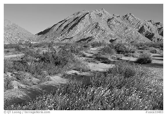 Wildflowers and Sheep Hole Mountains. California, USA