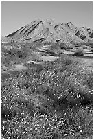 Wildflowers and desert mountains, Sheephole Valley Wilderness. Mojave Trails National Monument, California, USA ( black and white)