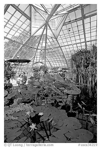 Aquatic plants section inside the Conservatory of Flowers. San Francisco, California, USA (black and white)