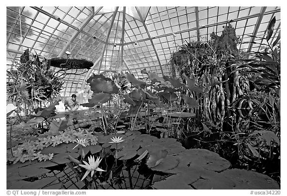 Water lilies in the the Conservatory of Flowers. San Francisco, California, USA (black and white)