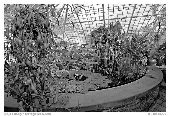 Carnivorous  plant in the Aquatic plants section of the Conservatory of Flowers. San Francisco, California, USA (black and white)