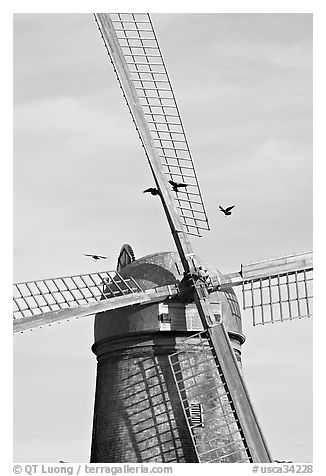 Crows and Dutch Mill. San Francisco, California, USA