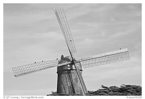 Dutch Mill and crows. San Francisco, California, USA (black and white)