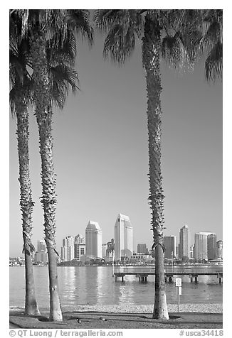 Skyline framed by palm trees from Coronado. San Diego, California, USA