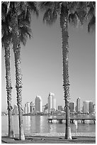 Skyline framed by palm trees from Coronado. San Diego, California, USA (black and white)