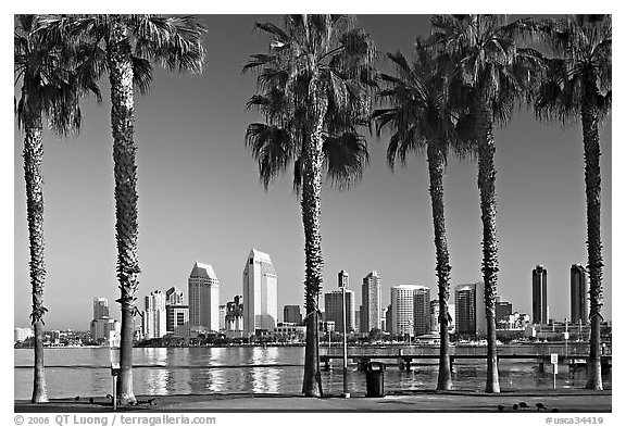 Palm trees and skyline, early morning. San Diego, California, USA (black and white)