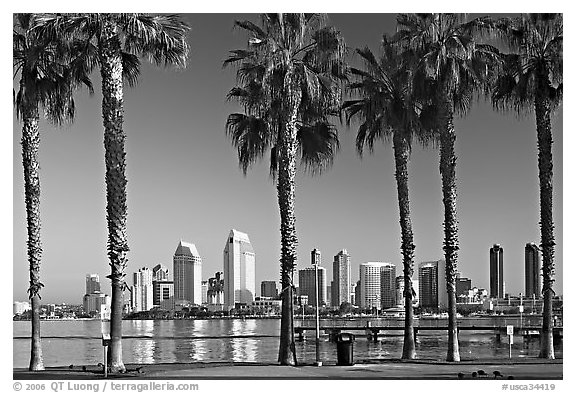 Palm trees and skyline, early morning. San Diego, California, USA