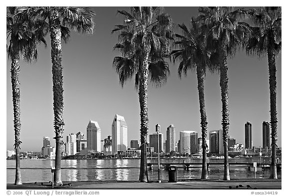 Palm trees and skyline, early morning. San Diego, California, USA