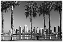 Palm trees and skyline, early morning. San Diego, California, USA (black and white)