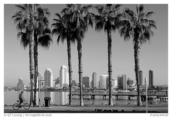 Bicyclist, palm trees and skyline, Coronado. San Diego, California, USA (black and white)