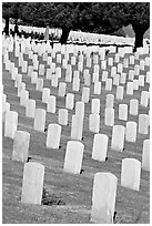 Gravestones and trees, Fort Rosecrans National Cemetary, Point Loma. San Diego, California, USA (black and white)