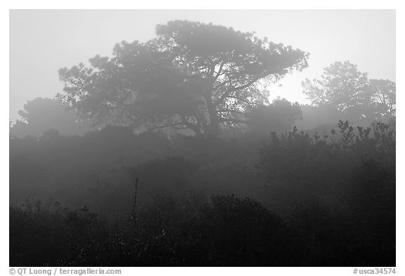 Pine trees in fog, sunrise, Torrey Pines State Preserve. La Jolla, San Diego, California, USA