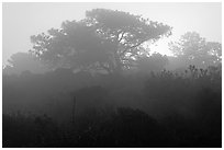 Pine trees in fog, sunrise, Torrey Pines State Preserve. La Jolla, San Diego, California, USA ( black and white)