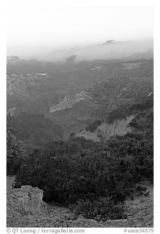 Ridges and fog and sunrise,  Torrey Pines State Preserve. La Jolla, San Diego, California, USA