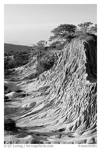 Rare Torrey Pine trees on sandstone promontory,  Torrey Pines State Preserve. La Jolla, San Diego, California, USA (black and white)