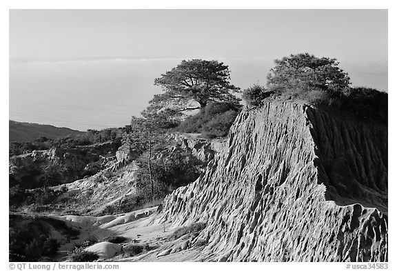 Torrey Pine trees on eroded hill,  Torrey Pines State Preserve. La Jolla, San Diego, California, USA