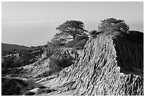 Torrey Pine trees on eroded hill,  Torrey Pines State Preserve. La Jolla, San Diego, California, USA ( black and white)