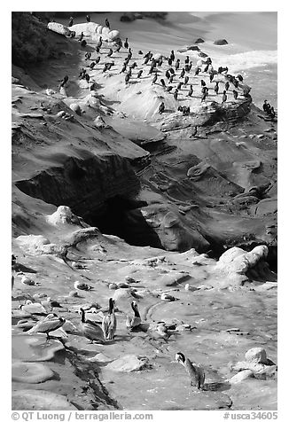 Pelicans and cormorants, the Cove. La Jolla, San Diego, California, USA