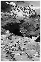 Pelicans and cormorants, the Cove. La Jolla, San Diego, California, USA (black and white)