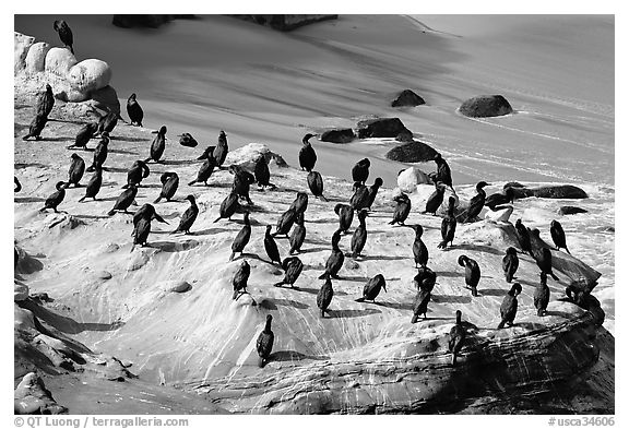 Cormorants, the Cove. La Jolla, San Diego, California, USA