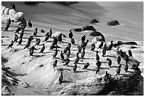 Cormorants, the Cove. La Jolla, San Diego, California, USA (black and white)