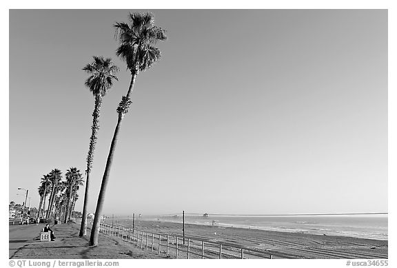 Tall palm trees, waterfront promenade, and beach. Huntington Beach, Orange County, California, USA (black and white)