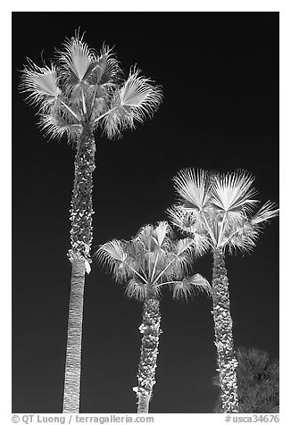 Lighted palm trees by night. Huntington Beach, Orange County, California, USA (black and white)