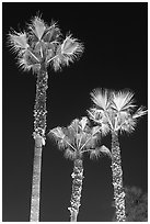 Lighted palm trees by night. Huntington Beach, Orange County, California, USA (black and white)