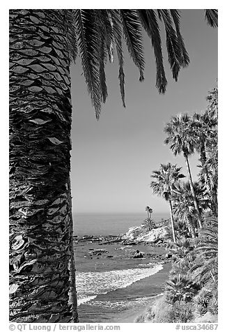 Beach and palm trees in Heisler Park. Laguna Beach, Orange County, California, USA (black and white)