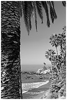 Beach and palm trees in Heisler Park. Laguna Beach, Orange County, California, USA ( black and white)