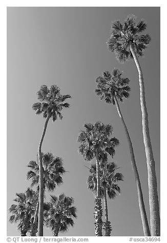 Black and White Picture/Photo: Palm trees. Laguna Beach, Orange County ...