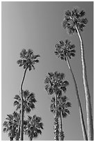Palm trees. Laguna Beach, Orange County, California, USA ( black and white)