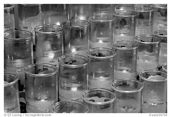 Red candles outside the Serra Chapel. San Juan Capistrano, Orange County, California, USA (black and white)