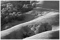 Hills and trees. Morro Bay, USA ( black and white)