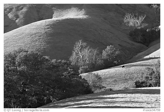 Pastures and hills. Morro Bay, USA (black and white)