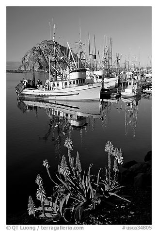 Flowers, fishing boats,and Morro Rock, morning. Morro Bay, USA (black and white)